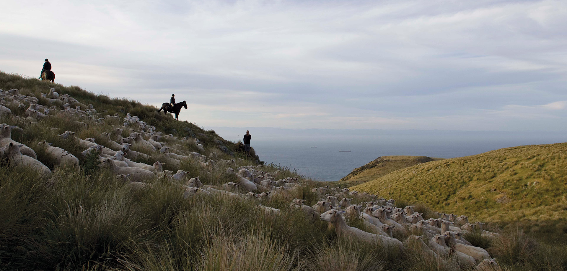 Banks Peninsula Farms