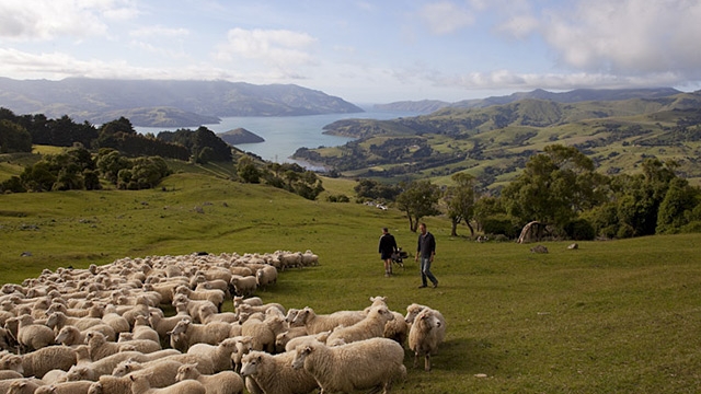 Banks Peninsula Farm New Zealand